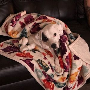 Pet in household
